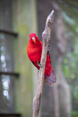 Majestic Red Parrot in KL Bird Park, Kuala Lumpur - Vibrant Feathers  Exotic Beauty