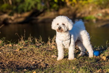 A white male curly bison is playing on the river bank and in the meadow. The beautiful rays of the...