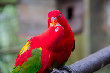 Majestic Red Parrot in KL Bird Park, Kuala Lumpur - Vibrant Feathers  Exotic Beauty