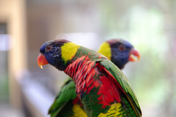 Majestic Red Parrot in KL Bird Park, Kuala Lumpur - Vibrant Feathers  Exotic Beauty