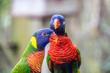 Majestic Red Parrot in KL Bird Park, Kuala Lumpur - Vibrant Feathers  Exotic Beauty