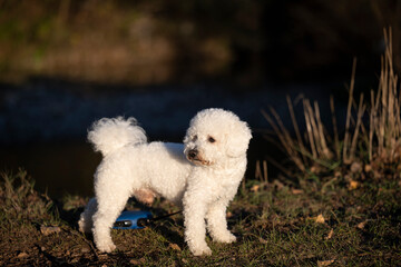 A white male curly bison is playing on the river bank and in the meadow. The beautiful rays of the sunset illuminate the dog's white curly coat and the environment in which it plays.