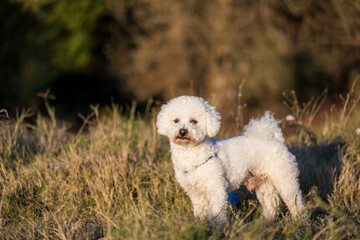 A white male curly bison is playing on the river bank and in the meadow. The beautiful rays of the sunset illuminate the dog's white curly coat and the environment in which it plays.