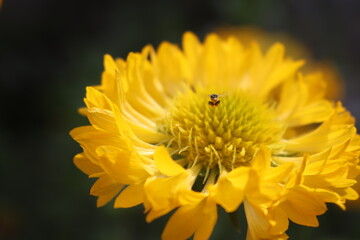 bee on yellow flower