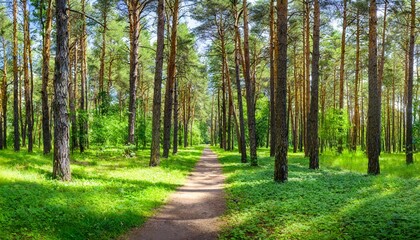 pine forest panorama in summer pathway in the park