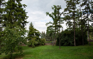 Fototapeta na wymiar lush greenery in the central park in the city of Omsk in summer2023