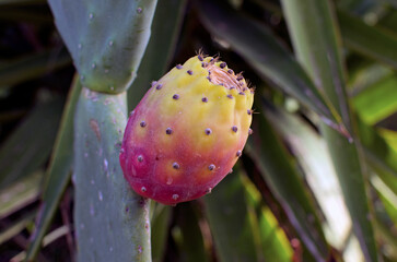 Close-up view of green cactus with one ripe prickly pear. Colorful cactus fruits. One of the symbols of Sicily. Opuntia ficus-indica (Fichi di India). Nature concept. Tusa, Sicily, Italy
