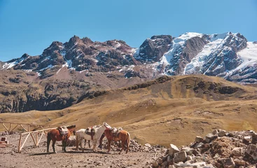Papier Peint photo autocollant Vinicunca Horses in front of the snow capped Vinicunca in the Andes mountain range in Peru