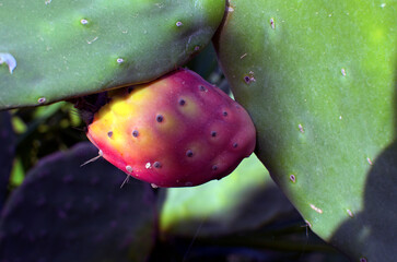 Detailed view of green cactus with one ripe prickly pear. Colorful cactus fruits. One of the symbols of Sicily. Opuntia ficus-indica (Fichi di India). Nature concept. Tusa, Sicily, Italy