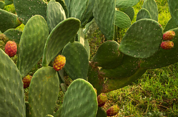 Picturesque view of green cactus with many ripe prickly pears. Colorful cactus fruits. One of the symbols of Sicily. Opuntia ficus-indica (Fichi di India). Nature concept. Tusa, Sicily, Italy