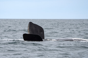 Southern right whale near the Valdés peninsula. Right whales is playing on the surface. Rare whales near the Argentinian coast. Atlantic ocean and whales who live there.