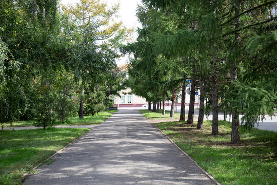 lush greenery in the central park in the city of Omsk in summer2023