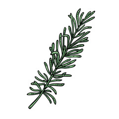 Thyme branch. Engraving vintage vector color illustration. Isolated on white background. Hand drawn design element