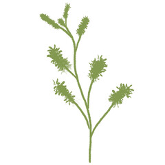 Handdrawn Organic Leaves Plant