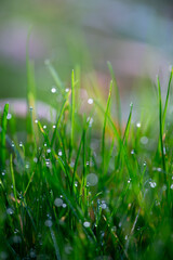 Selective focus photo of green grass with drops of dew. Juicy green grass with blurred background. Bright spring seasonal background.