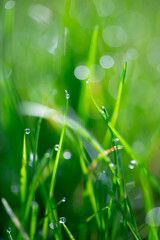 Fototapeta premium Selective focus photo of green grass with drops of dew. Juicy green grass with blurred background. Bright spring seasonal background.