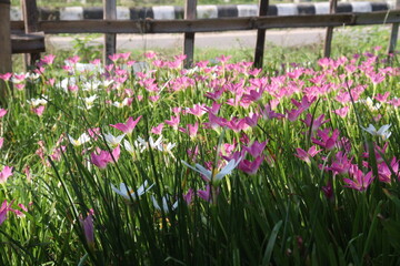 Pink Colored Autumn zephyrlily plant on farm
