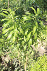 Dracaena reflexa leaf plant on farm