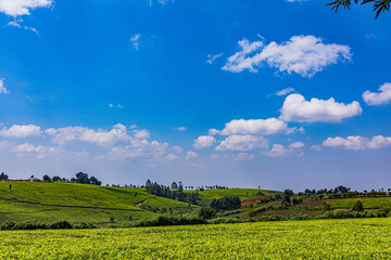 Fototapeta premium landscape with sky and clouds plants vegetation agriculture tea leaves farm farming rural countryside in Kiambu County Central province Kenya east Africa