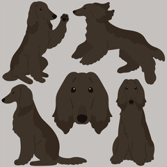 Simple and adorable dark colored flat colored Afghan Hound illustrations
