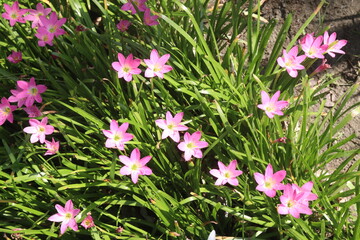 Pink Colored Autumn zephyrlily plant on farm