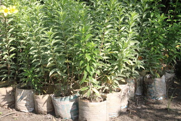 Allamanda cathartica tree plant on farm