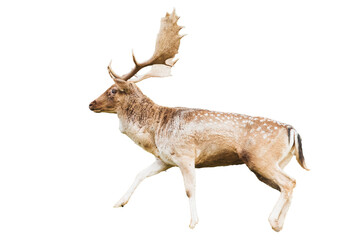 Isolated on a white background Close-up portrait of a red deer stag with antlers looking at the...