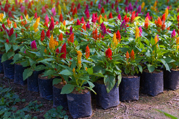 Celosia flower seedlings It has hairy bracts. Stacked tightly in many layers, there are many colors such as red, orange, pink, yellow. The flowers are small with 5 petals, thin like paper.