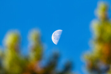 a half moon in a blue sky placed between out of focus pine branches