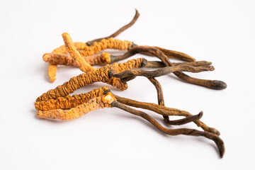 Cordyceps or Ophiocordyceps sinensis mushroom herb is fungus for used as medicine on white background.