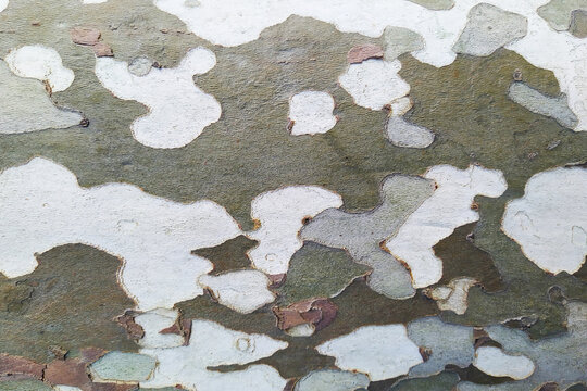 pattern di corteccia di pioppo