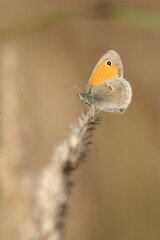 Coenonympha pamphilus butterfly sits on dry grass. The background is out of focus.