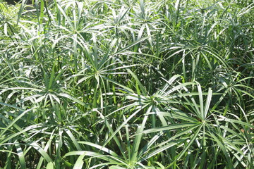 Cyperus alternifolius leaf plant seedling