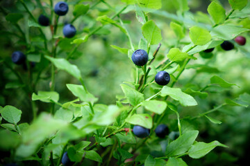 blueberries on the bush