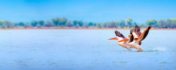A flock of pelican birds walks along the blue lake of Cyprus. Flying pelicans in the blue sky....