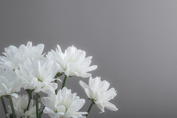 Bouquet of white chrysanthemums, daisies close-up on a gray background. Selective focus, space for text, floral background.