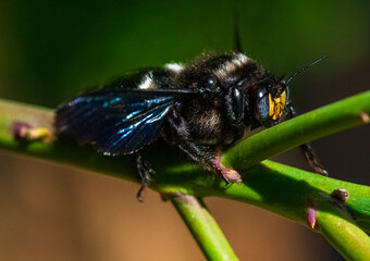 Poised for flight. A female carpenter bee (Xylocopa caffra) prepares for another nectar searching sortie.