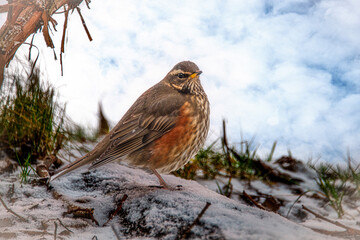 Redwing, in the snow