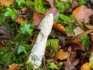 Stinkhorn mushroom, fungus aka Phallus impudicus.