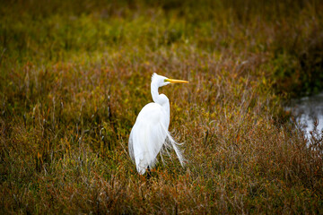 Great Egret along a river looking to the right