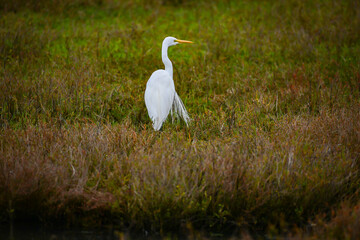 Great Egret stalking prey