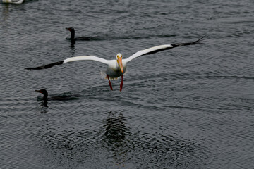 American White Pelican swimming in a coastal area
