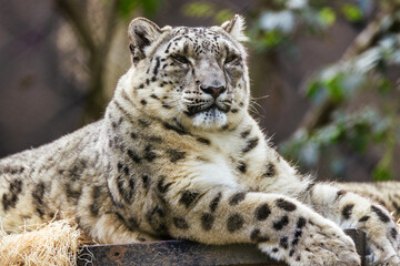 Snow leopard close up, animal protection concept