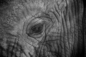 Zelfklevend Fotobehang elephant skin texture © Rania