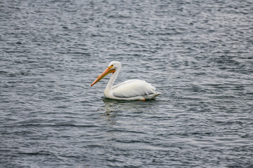 American White Pelican swimming in a coastal area
