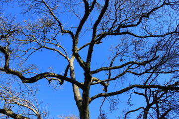 A tree with dry branches. Canada.