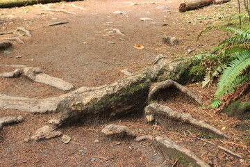 Fototapeta na wymiar Thick tree roots on the ground. Canada
