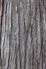 The thick bark of an old tree. Canada