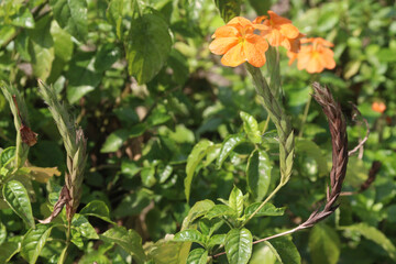 Crossandra infundibuliformis flower plant on farm