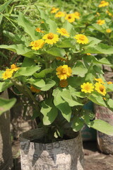 Butter Daisy flower plant on farm
